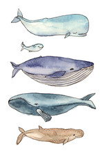 Watercolor Illustration Whales Family. Hand Drawing, Isolated Elements.