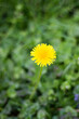 Flower dandelion 