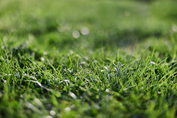 Wall Mural - View of young green grass in the park, taken close-up with a beautiful blurring of the background