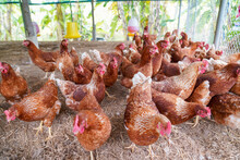 Farm Chickens, H5N1 H5N6 Avian Influenza (HPAI), Which Causes Severe Symptoms And Rapid Death Of Infected Poultry.