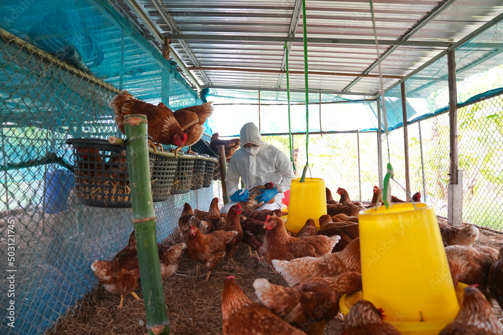 Veterinarians vaccinate against diseases in poultry such as farm ...