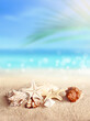 Seashells and starfish on sandy beach on a sunny day. Blurred sea water and sky in background. Summer vacation and relaxation concept