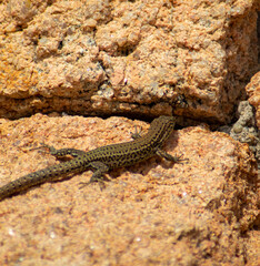 Poster - View of a lizard on the rock on a hot day