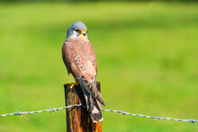 Common Kestrel (Falco Tinnunculus) -  Bird Of Prey Species Belonging To The Kestrel Group Of The Falcon Family Falconidae