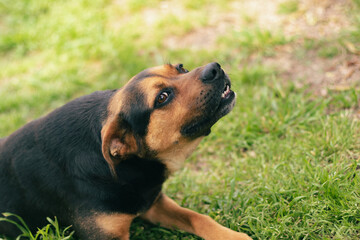 Sticker - Close-up shot of a cute lovely tan and black mixed breed dog lying on the grass on a sunny day