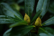 Close-up Shot Of Wet Rhododendron Buds In The Garden