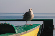 Closeup Of A Grey California Gull Standing On A Boat At The Sea