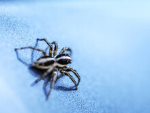 Closeup Shot Of A Spider On A Blue Background