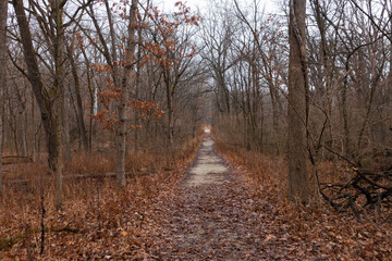 Wall Mural - Long Empty Trail at a Forest Preserve in Willow Springs Illinois during Autumn