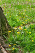 Yellow dandelions (taraxacum officinale) in the park