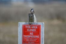 Small Cute Tree Swallow Bird Perched On A Wooden Post With A Warning Sign For No Trespassing