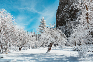 Wall Mural - rocky cliffs with snow trees ground against a cloudy blue sky in Yosemite National Park in CA, USA