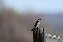 Shallow Focus Of A Tree Swallow Perched On A Pole