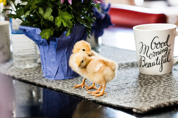 Closeup of two adorable chicks next to a colorful flowers in a blue vase and a coffee mug on a table