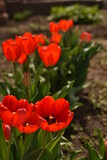 Fototapeta Tulipany - red tulips in the garden