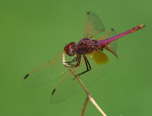 Poster - Closeup shot of a violet dropwing standing on a plant on a sunny day with blurred green background