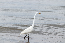 View Of Great Egret Standing In Water