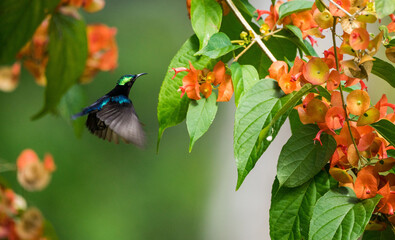 Wall Mural - Closeup of a Palestine sunbird feeding on a red flower