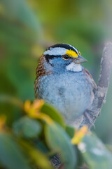 Wall Mural - a handsome male white-throated sparrow, zonotrichia albicollis, on a branch of rhododendron