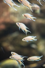 Wall Mural - Vertical closeup shot of a school of African cichlid fish swimming underwater