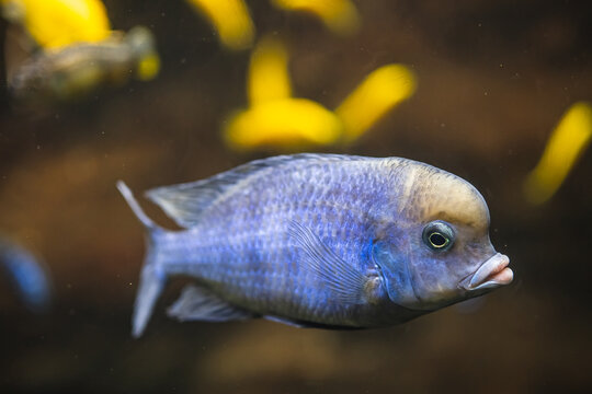 closeup shot of an african cichlid fish swimming underwater