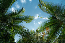 Low Angle Shot Of Tropical Coconut Palms Against The Blue Sky, Tahiti, French Polynesia