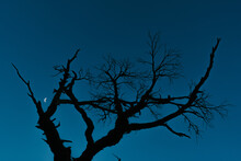 Dry Tree Branches Against A Blue Sky With A Moon
