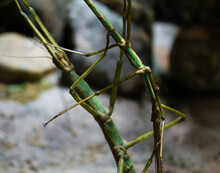 Shallow Focus Of Two Green Stick Insects Together - Wildlife