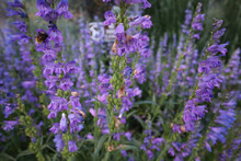 Selective Focus Shot Of Blooming Purple Penstemon