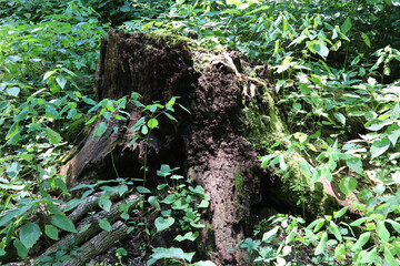 Wall Mural - Tree stump covered with green plants in a forest