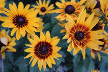 Closeup Shot Of Yellow Gazania Flowers - Great For Background