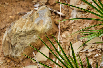Closeup of green palm leaves