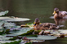 Closeup Shot Of Two Cute Ducks Swimming In The Pond With Water Lilies