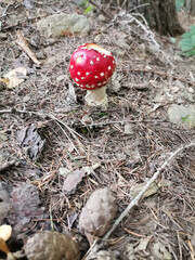 Poster - Vertical shot of a red fly agaric mushroom on the ground in a forest during daylight