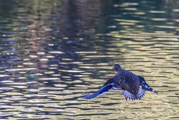 Poster - Mallard duck swimming in a lake in the sunlight