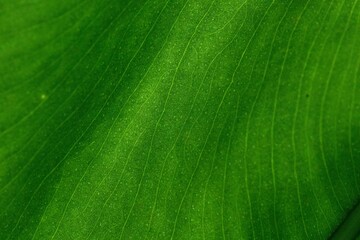 green leaf texture