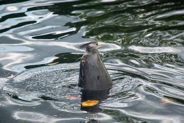 Wall Mural - Closeup of a seal popping its head out of the water at sea