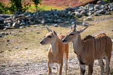 Closeup Of Young Female Nyalas In An Open Area With Rocks In The Background