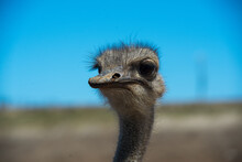 Selective Focus Shot Of The Portrait Of An Ostrich Outdoors