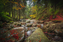 Scenic Shot Of The Bavarian Forest In Autumn With A Water Stream