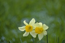 Two Daffodils In A Field