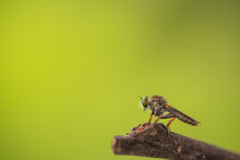 Close-up Of Robber Flies (Asilidae) Or Killer Flies Waiting To Ambush Their Prey, On A Blurry And Plain Background Can Be Used To Create Text