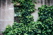 A Wall With Window Covered With Ivy Vine Green Leaves. Natural Background With Climbing Plant. Vertical Gardening