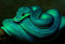 Green Snake In The Grass