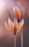 Fototapeta Tulipany - Tulipany botaniczne