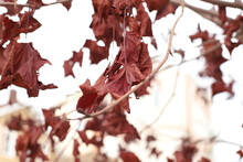 Red Brown Dry Maple Leaves A Lot On Tree Branches. Front View, Autumn Texture Background.