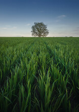 Solitary Tree Growing Strong Alone In The Middle Of A Wheat Field. Picturesque Summer Landscape. Beautiful Scene With Green Grass Meadow And A Lonely Tree Under The Blue Sky
