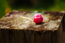 Fallen Fuchsia Bud On A Wooden Post.  Too Beautiful To Let Rot On The Ground, This Bud Is Set On A Fence Post For Others To Enjoy.  Nineveh In Upstate NY.
