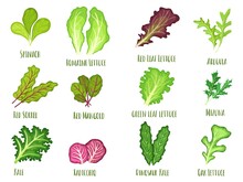 Leafy Salad Green. Green Leaf Lettuce, Fresh Spinach And Kale. Planted Vegetables Leaves, Healthy Food Cartoon Vector Illustration Set