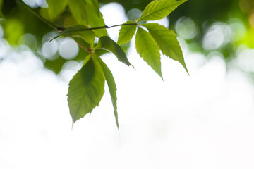Wall Mural - green leaves in the air background